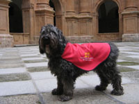 Bimba, alumna del curso en eduación canina