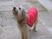 Robin, alumno del curso de educación canina